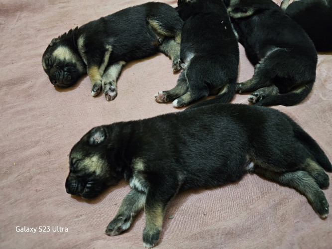 puppy for sale